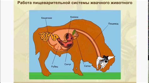 Животные внутренности – дешевый источник протеинов