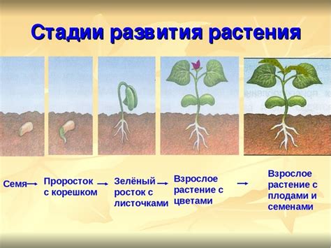 Жизненный путь юкки: от семени до расцветания