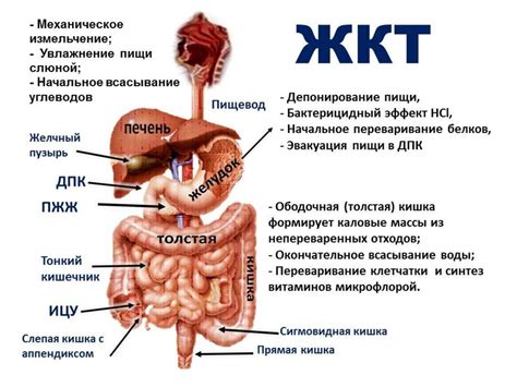 Заболевания, способствующие образованию нейтрального жира в кишечнике у детей