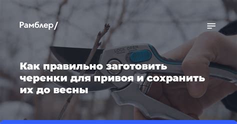 Забота о черенковых растениях