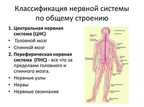 Защита спинного мозга и нервных окончаний