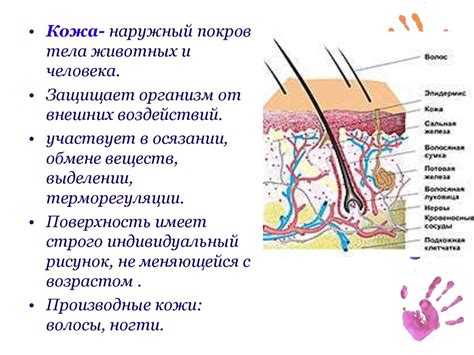 Значение кожи рыбы в кулинарии и неотъемлемость ее удаления