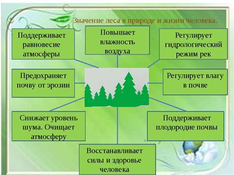 Значение лесов для поддержания гармонии природы и жизни на планете