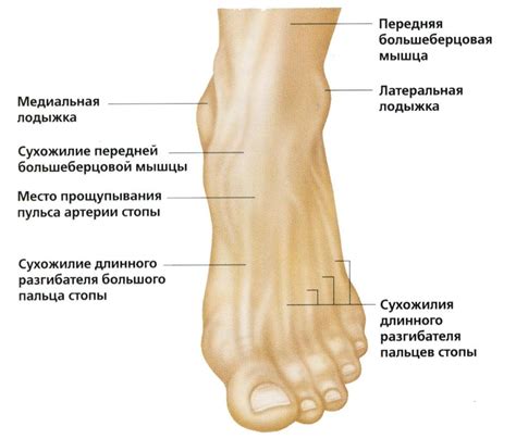 Значение лодыжки для обеспечения устойчивости и подвижности стопы