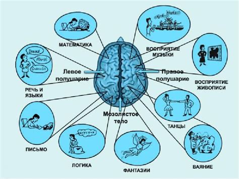 Значение синхронизации двух половинок мозга