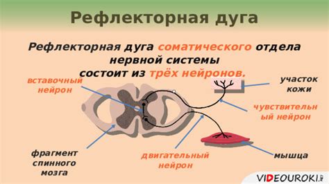 Значение соматического отдела нервной системы для ощущений и восприятия