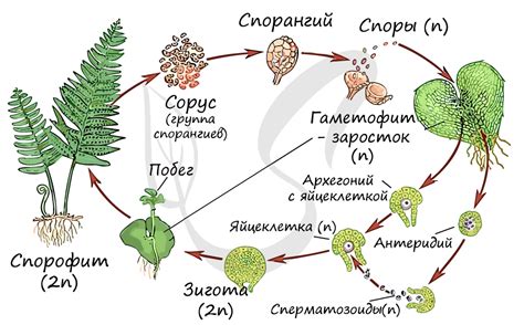 Значение спорофита для устойчивости электронных плат и других растений