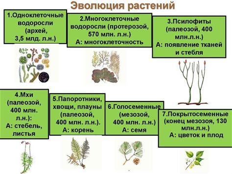 Значимость нычек для процесса развития и выживания растений