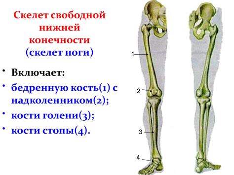 Значимость подвижности нижних конечностей у мужчин: преимущества и рекомендации