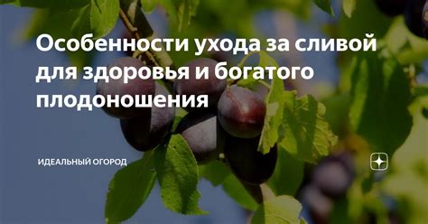 Значимость правильного ухода для богатого процветания