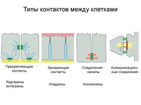 Изменение промежутка между клетками