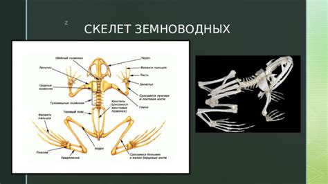 Изучение особенностей ястребиных охотничьих сетей