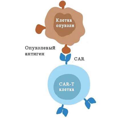 Иммунный рецептор внешней среды