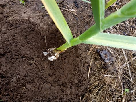 Использование воды для простого удаления оболочки головки чеснока