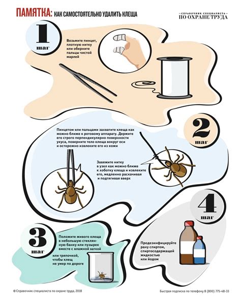 Как безопасно и легко избавиться от клеща с использованием нитки: Эффективный метод