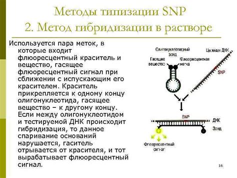 Картирование генома