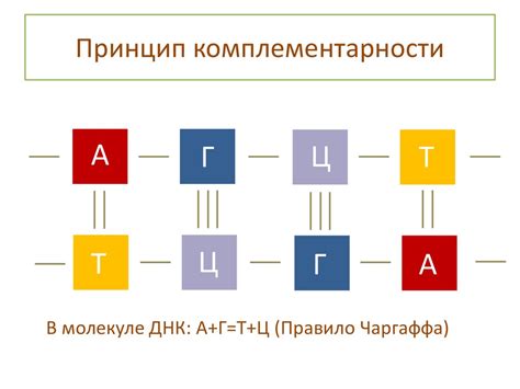 Комплементарность нуклеотидов