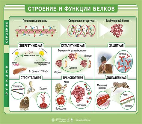 Контрольная функция белков