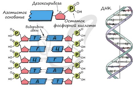 Кристаллизация молекулы ДНК: фундаментальные аспекты