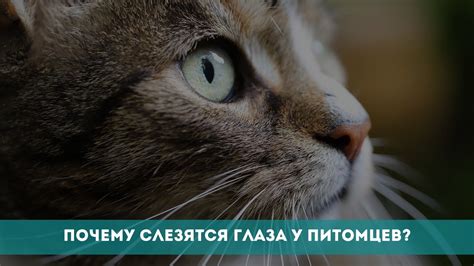 Лечение заката глаза у питомцев: оптимальные способы в домашних условиях