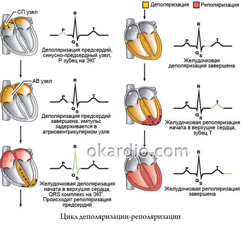 Лечение неспецифических нарушений реполяризации на ЭКГ