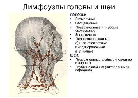 Лимфатические узлы в области головы: признаки нормы и возможные патологии