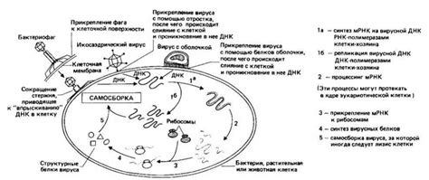 Механизмы использования клетки хозяина для синтеза белков вируса