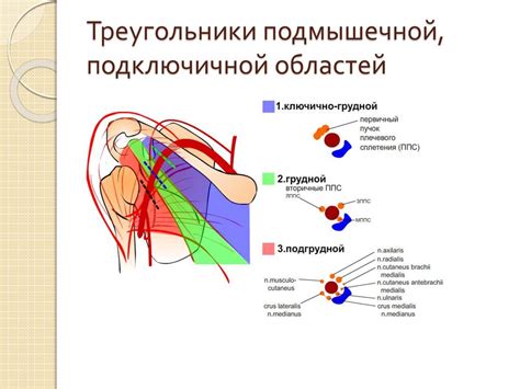 Механизмы и причины онемения верхней конечности от плеча