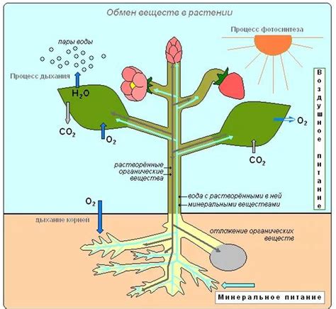 Механизмы поглощения воды и минералов растениями из почвы