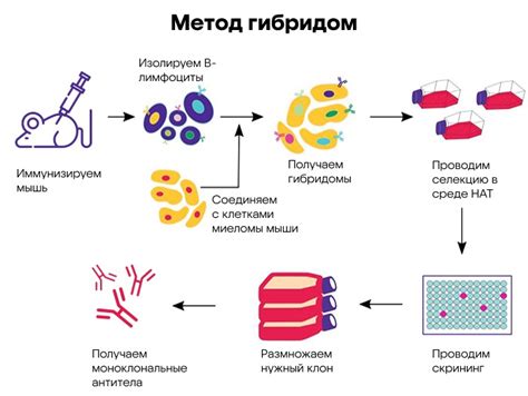 Механизм работы биоревитализанта