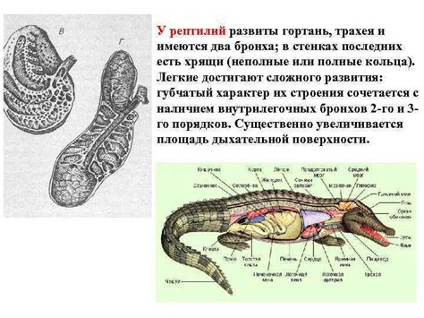 Механизм регенерации хвоста у рептилий