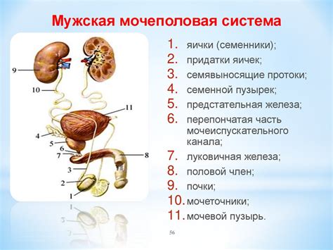 Мочеполовая система и ее функции