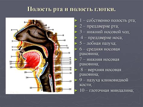 Назофарингоскопия: процедура обследования полости носа и горла