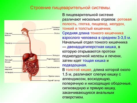 Нарушения в пищеварительной системе: