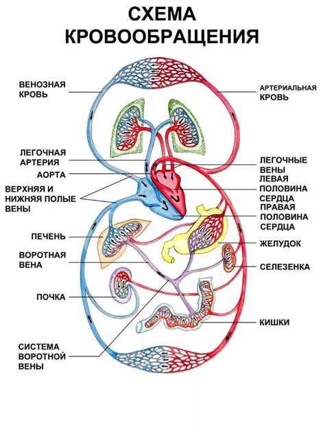 Неверное кровообращение как одна из причин