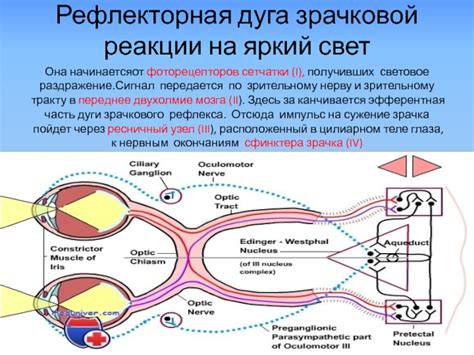 Нейрологические факторы, вызывающие потерю функции зрачковой реакции на освещение