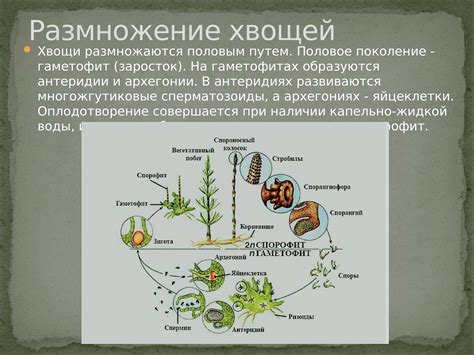 Необходимые условия и ресурсы для размножения превосходно-панцирных тварей