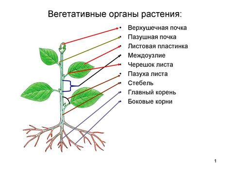 Неправильное обрезание и формирование растения