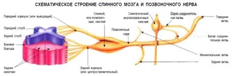 Нервные ганглии: основные черты и функции