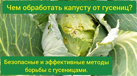 Обработка капусты без завязей: 8 полезных советов