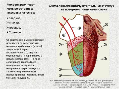 Образование светлых пятен и скоплений на поверхности языка