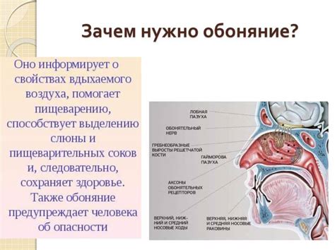 Обратитесь к специалисту, если восстановление обоняния и вкуса затягивается