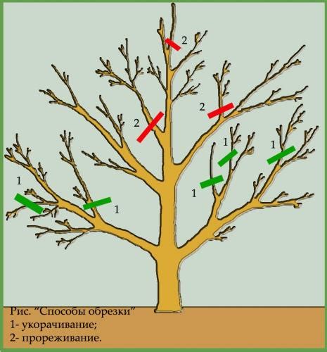 Обрезка и формирование кроны дерева хурмы