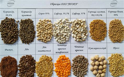 Обширное применение мукой из крупы букинистио и её особенности