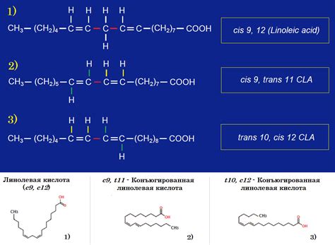 Общая характеристика линолевой и липоевой кислоты