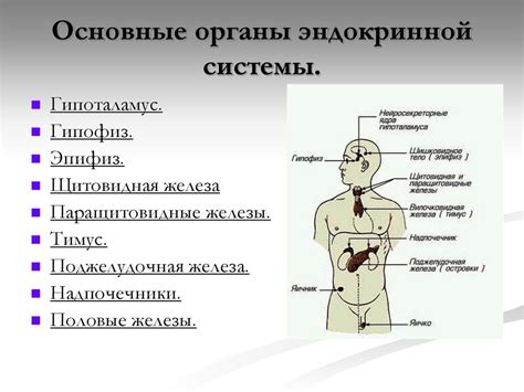 Общие функции эндокринной системы в организме человека