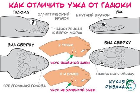 Оказание первой помощи ребенку после укуса ядовитой змеи