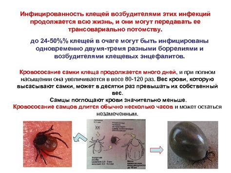 Опасность клещей: инфекции, которые они могут передавать