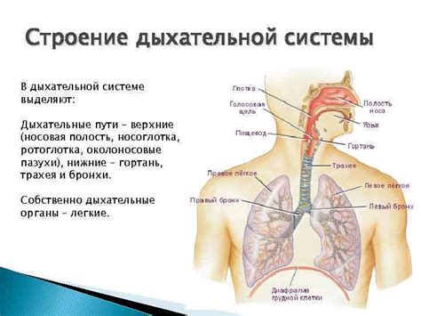 Определение аденоидов и их функциональная значимость в дыхательной системе