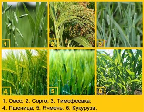 Определение зрелости овса в качестве сидерата